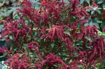 Amaranthus_DBG_LAH_7264