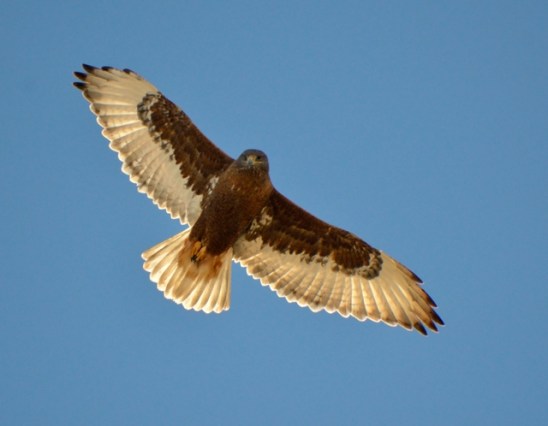 Ferruginous Hawk - Dark Morph_ElPasoCounty-CO_LAH_9787-001