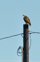 Ferruginous Hawk_ElPasoCounty-CO_LAH_9552