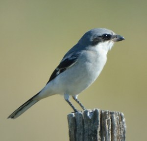 Loggerhead Shrike_JacksonLakeSP-CO_LAH_2024