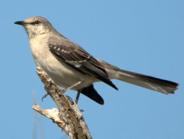 Northern Mockingbird_SabineNWR-TX_PLH_1776