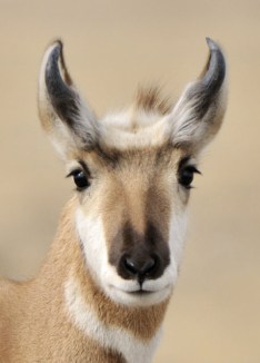 Pronghorn_WY_LAH_0179