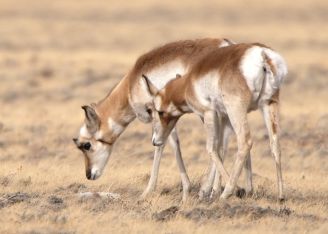 Pronghorn_WY_LAH_0197f