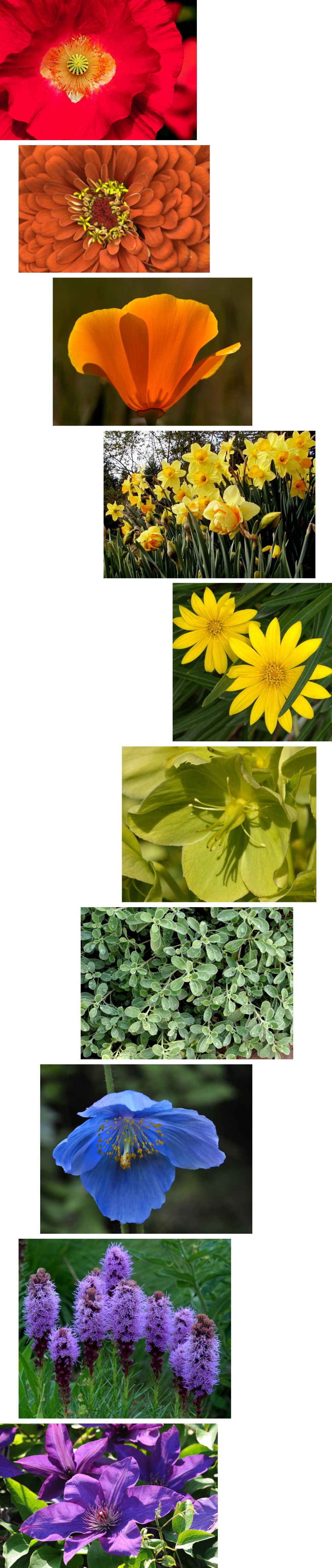 Rainbow - horizontal