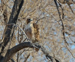 Red-tailed Hawk_ElPasoCounty-CO_LAH_9455