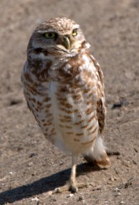 Burrowing Owls_BixleyNWR-CA_LAH_9586
