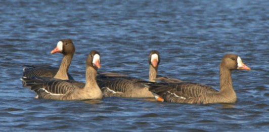 ColusaRWR-CA_LAH_1453