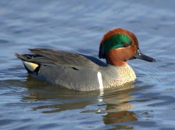 ColusaRWR-CA_LAH_1469-001