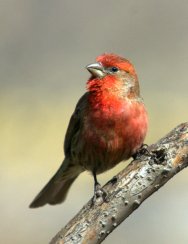 House Finch_CarsonNatureCenter-LittletonCO_20100406_LAH_1980