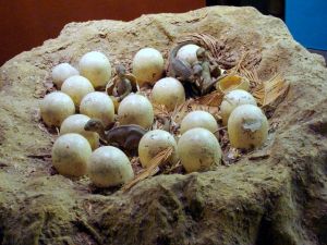 Maiasaura_Nest_Natural_History_Museum_of_London-002