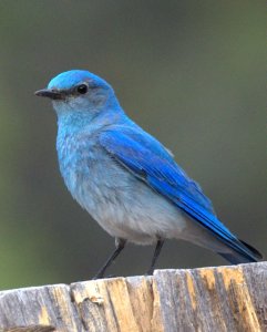 Mountain Bluebird_RidgwaySP-CO_LAH_4246