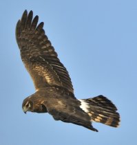 Northern Harrier_EsteroLlanoGrandeSP-TX_LAH_1226