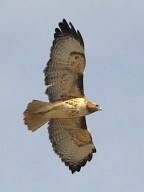 Red-tailed Hawk_E-ElPasoCoCO_20100116_LAH_6867