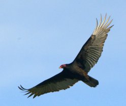 SacramentoNWR-CA_LAH_1754