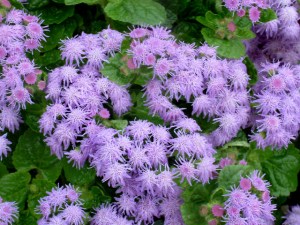 Colorado State Univ. Field Day