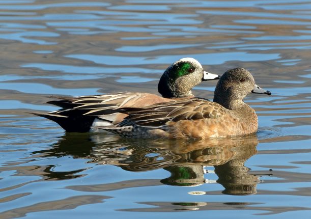 American Wigeons_Wenatchee-WA_LAH_3562