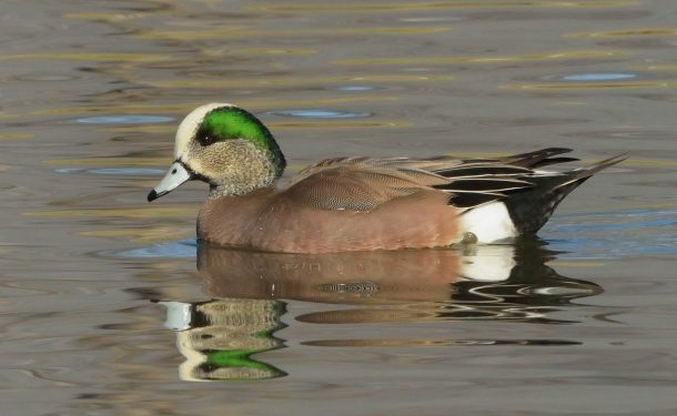 American Wigeons_Wenatchee-WA_LAH_3604