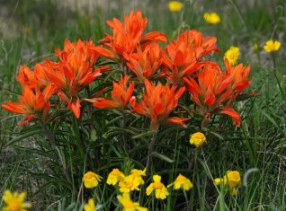 Castilleja - Indian Paintbrush @PaintMines-CalhanCO 20090530 LAH 636