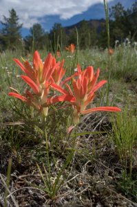 Castilleja - Indian Paintbrush__SpruceGrove-Tarryall_20090626_ 0038)