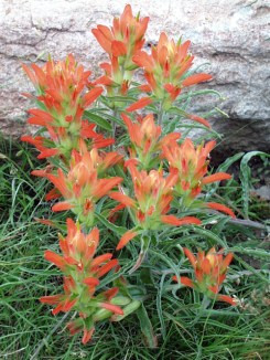 Castilleja miniata bloom