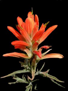 Castilleja sp. Indian Paintbrush @Black Forest CO 28July2006 LAH 111r-black
