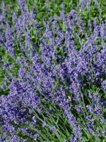Lavendula - Lavender @DianeBrunjes-GlenEagle 22july05 LAH 003r