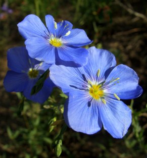Linum - Blue Flax @CrestedButteCO_2008jul13_LAH_307r