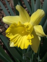 Narcissus_Daffodils_DBG_LAH_7193