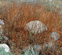 Rubus deliciosus - Boulder Raspberry dormant @XG LAH