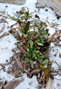 Snow-covered Cotoneaster_NSFT_COS_LAH_9313