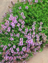 Thymus - Thyme @CSUtilXeriscapeGarden 9Aug2006 LAH203r