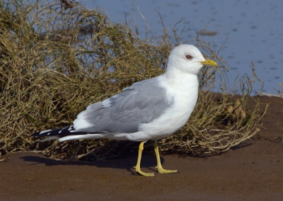 12 NisquallyNWR-WA_LAH_1091