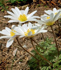 Anemone blanda - Windflower @DBG LAH 003