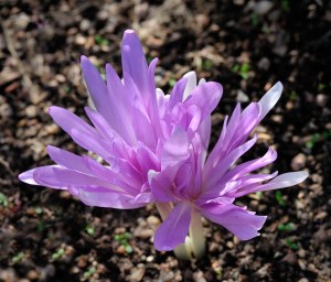 Autumn Crocus_DBG_LAH_4114