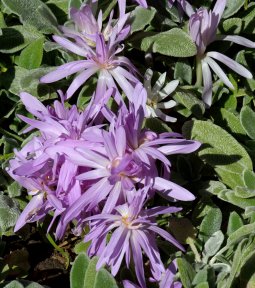 Colchicum hyb_Autumn Crocus_DBG_LAH_3082