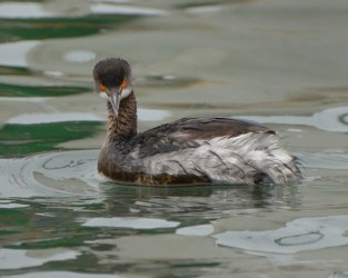 Eared Grebe_MorroBay-CA_LAH_0433