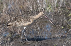 Long-billed Curlew_PadreIs-TX_LAH_0304