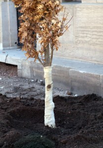 Newly planted tree with water basin @CarnegieLib 16apr07 LAH 896