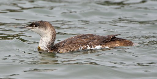 Red-throated Loon_MorroBay-CA_LAH_0321