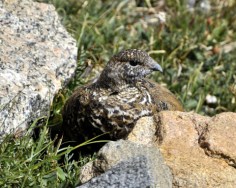 White-tailed Ptarmigan_MtEvans-CO_LAH_6535