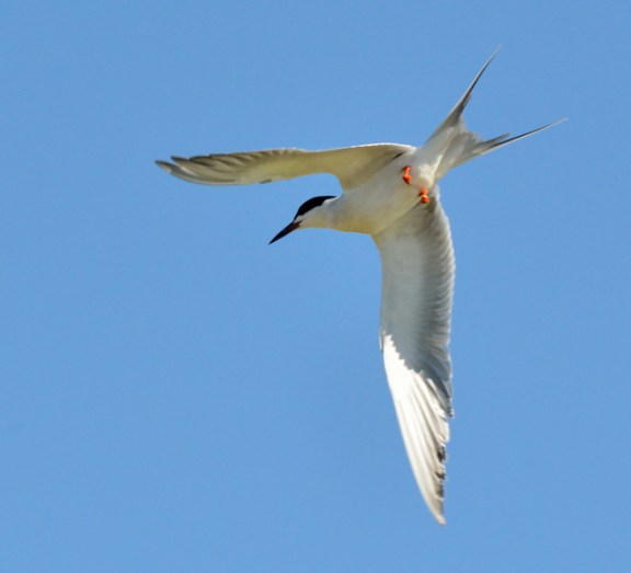 05 ShorelinePark-MtnView-CA_LAH_8822