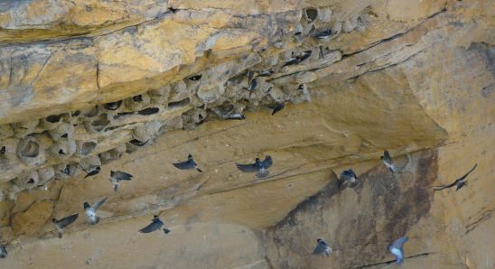 Cliff Swallows_CarrizoCyn-ComancheNatlGrasslands-CO_LAH_5941
