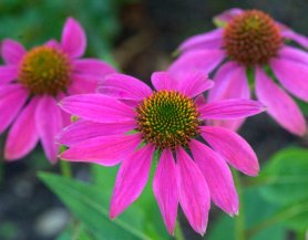 Echinacea purpura_Purple Coneflower_FederalWay-WA_LAH_4031.nef
