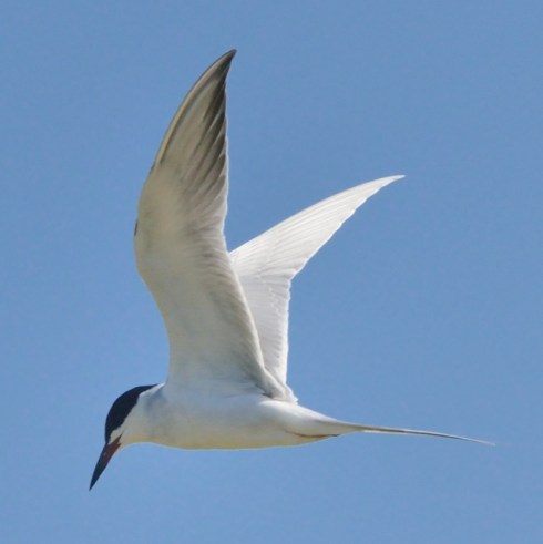 Forster's Tern_ShorelinePark-MtnView-CA_LAH_8828