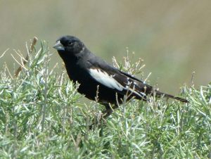 Lark Bunting_Lincoln Co-CO_LAH_6413