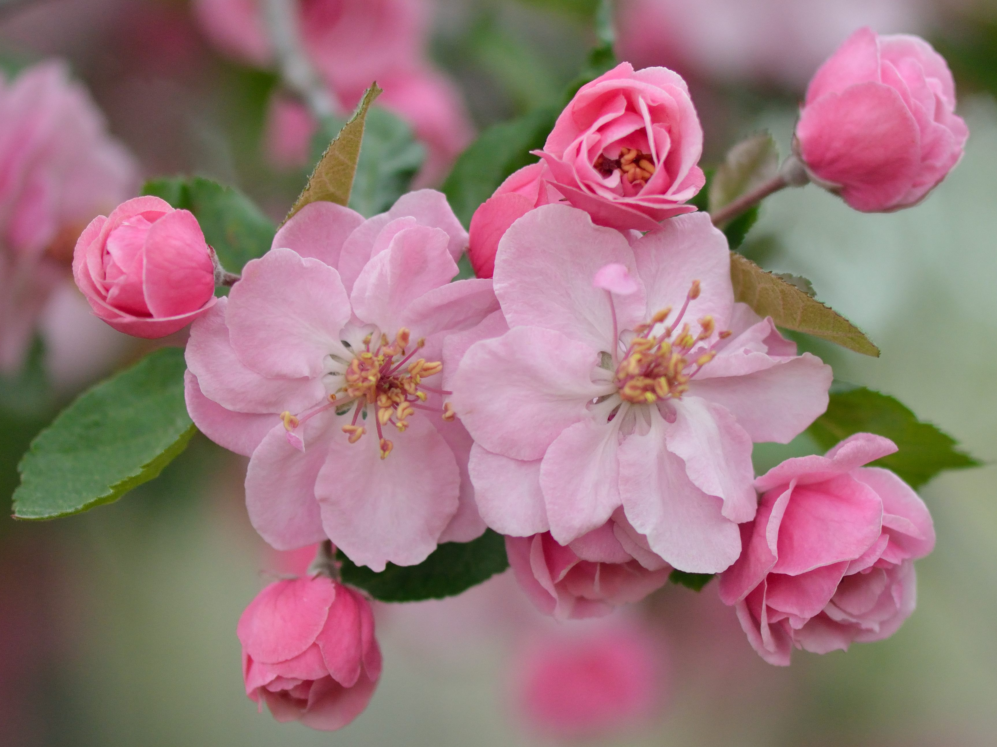 Malus 'Branzam' Brandywine_Crabapple_DBG_LAH_5147