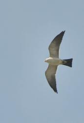 Mississippi Kite_GardenCity-KS_LAH_5399f