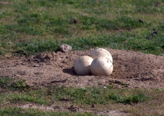 Ostrich eggs_SDWildAnimalPark_LAH_8911
