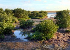 SnakeBightOverlook@EvergladesNP 2007dec31 LAH 008