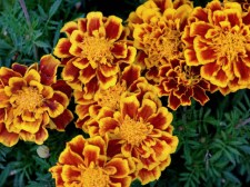 Tagetes_Marigold_DBG_LAH_7897